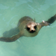 A sea lion pup swims in its enclosure after being rescued at the Pacific Marine Mammal Center in Laguna Beach, California March 17, 2015. Animal rescue centers in California are being inundated with stranded, starving sea lion pups, raising the possibility that the facilities could soon be overwhelmed, the federal agency coordinating the rescue said. REUTERS/Mario Anzuoni